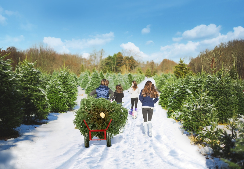 Oak Ridge Tree Farm, Middletown, Conn. (PRNewsFoto/Connecticut Office of Tourism)