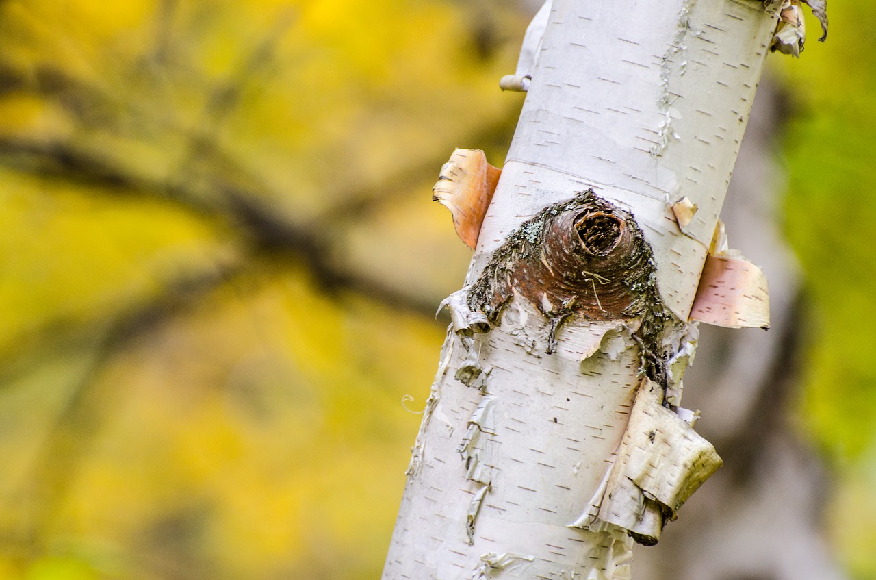 birch-tree-1109907_1280