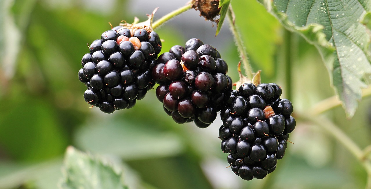 blackberries-1539540_1280