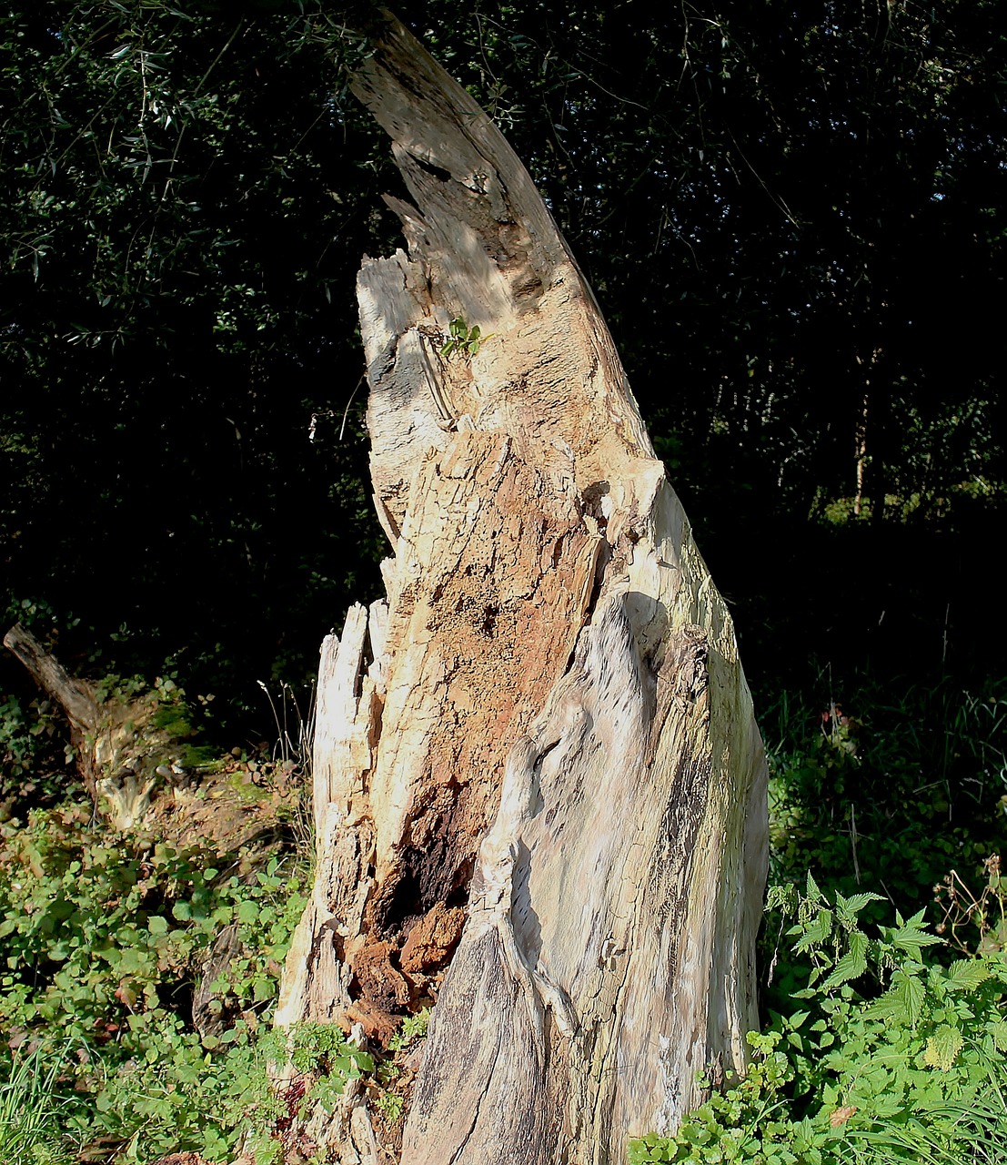 tree-stump-453517_1280