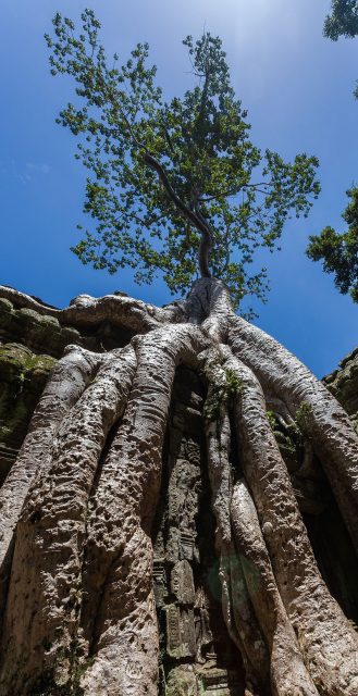 The trees growing out of the ruins are perhaps the most distinctive feature of Ta Prohm. Diego Delso/source