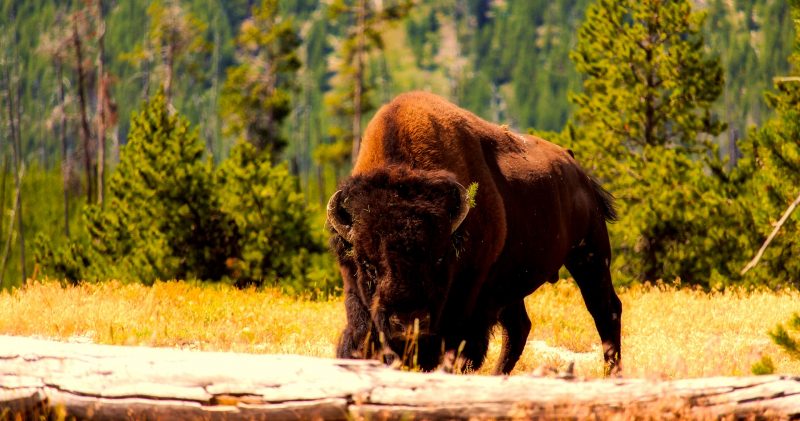The American bison (Bison bison) is one of only two surviving species of this ancient animal