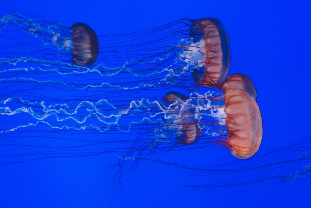 Jellyfish with long tentacles