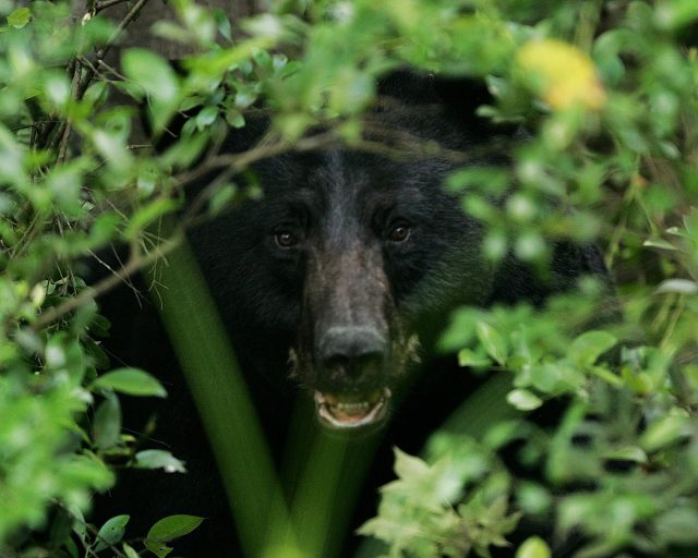 Met a black bear? Be ready with the bear mace, but first make yourself as loud and scary looking as you can