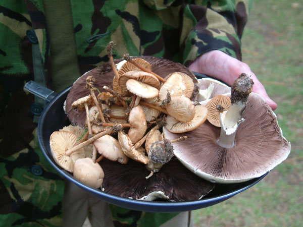 Foraging mushrooms