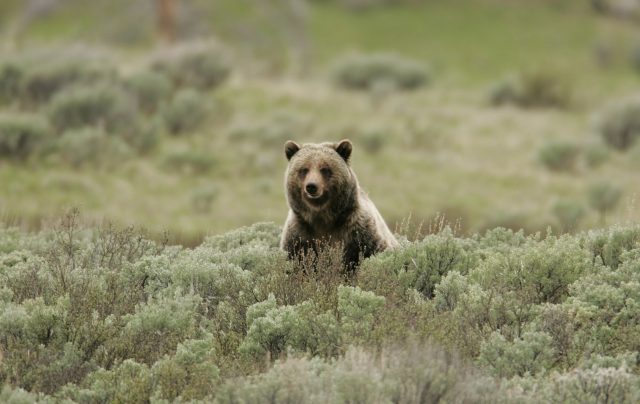 Grizzly bear, recognizable by it’s concave face shape