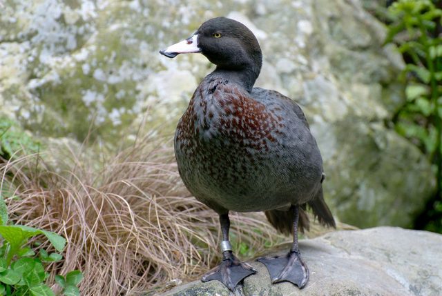 Whio (Blue Duck) at Staglands, Akatarawa, New Zealand