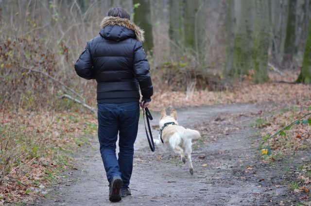 Just like you, your dog will need to do some training walks to toughen up before the hike