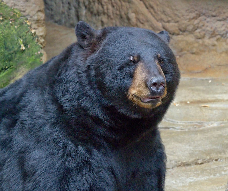 American black bear Photo Credit