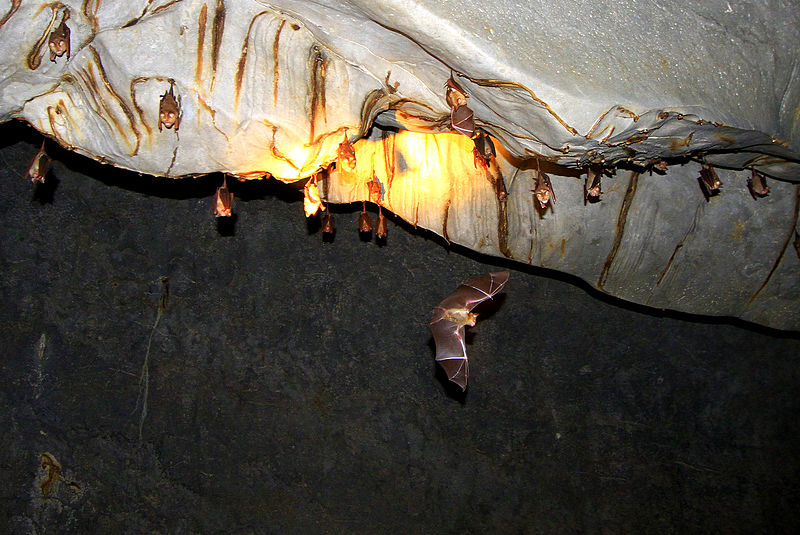 Bats hanging in the cave Photo Credit