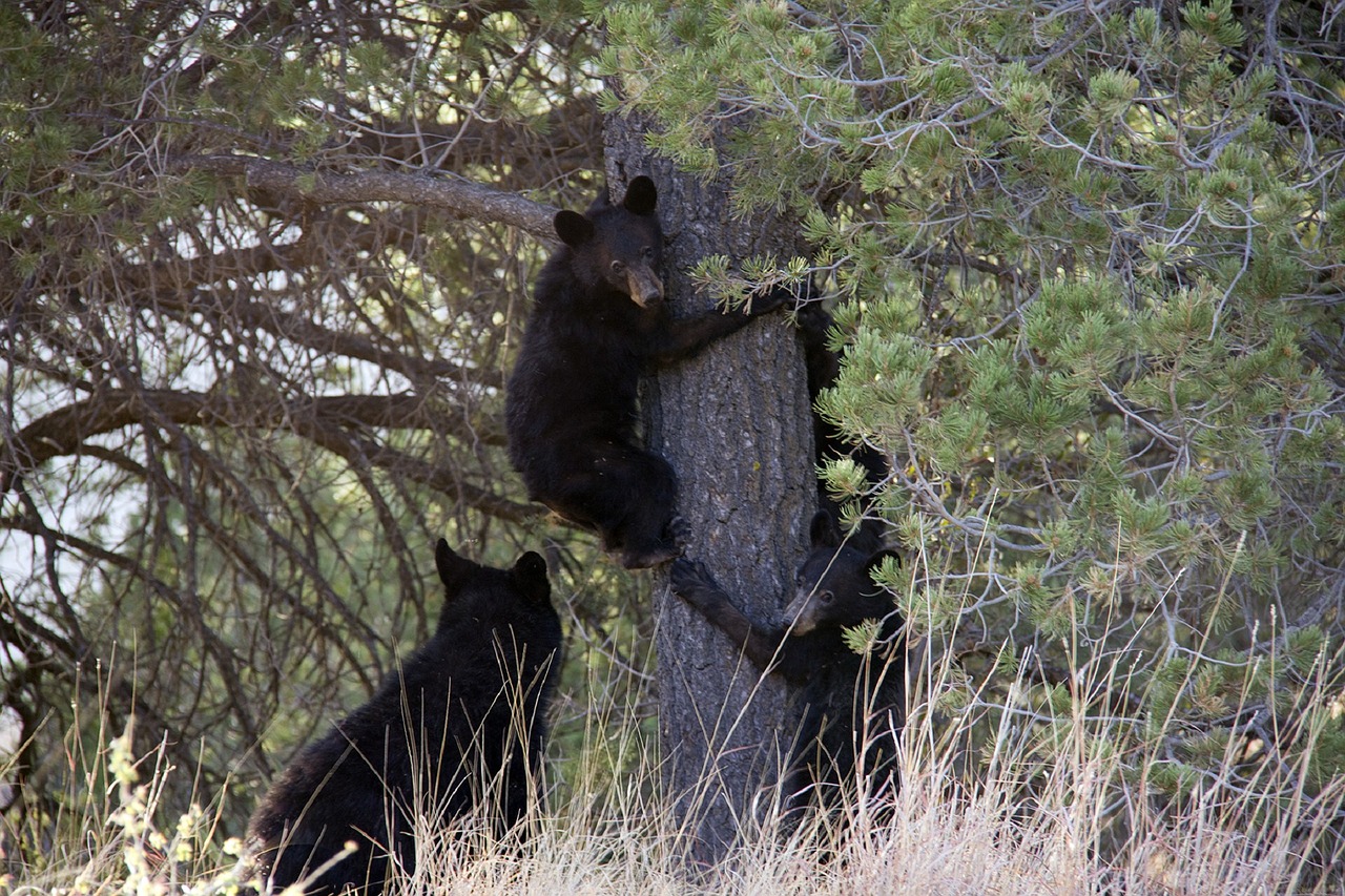Black Bear cubs climbing
