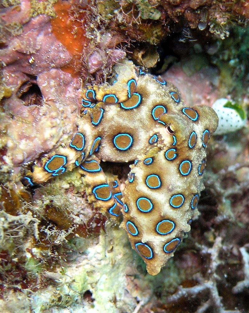 Blue-ringed octopus Photo Credit