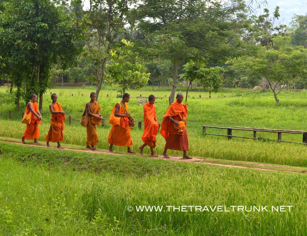 Monks walking through the rice fields in Cambodia.