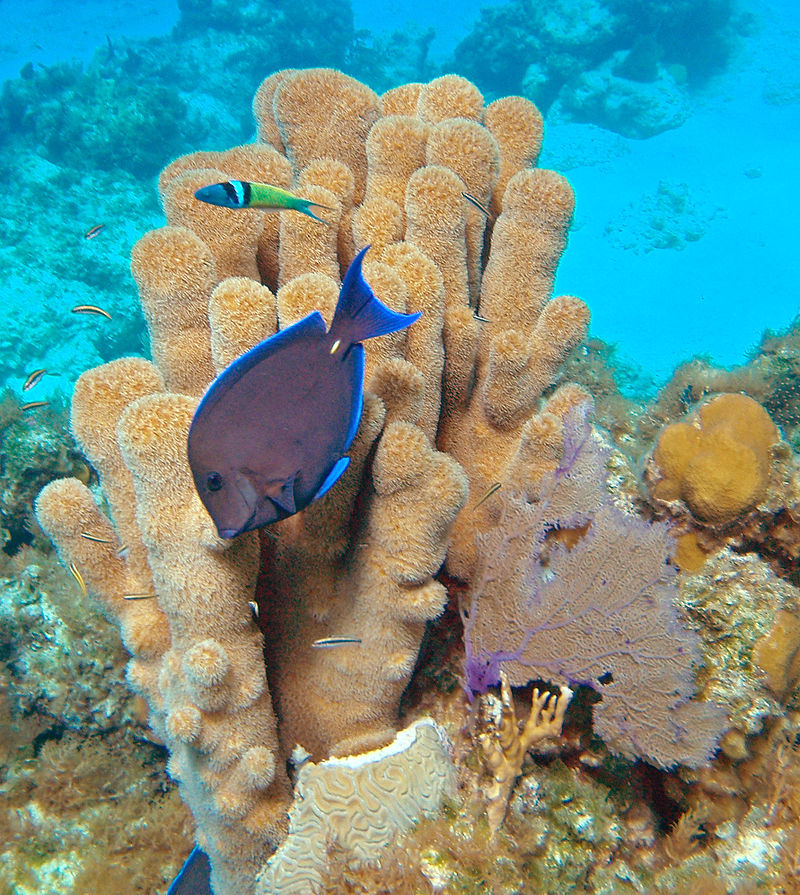 Coral Photo Credit