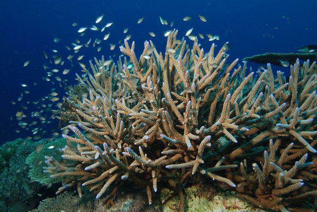 Staghorn coral – Author: Albert Kok