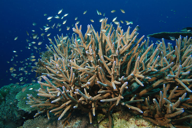 coral Photo Credit