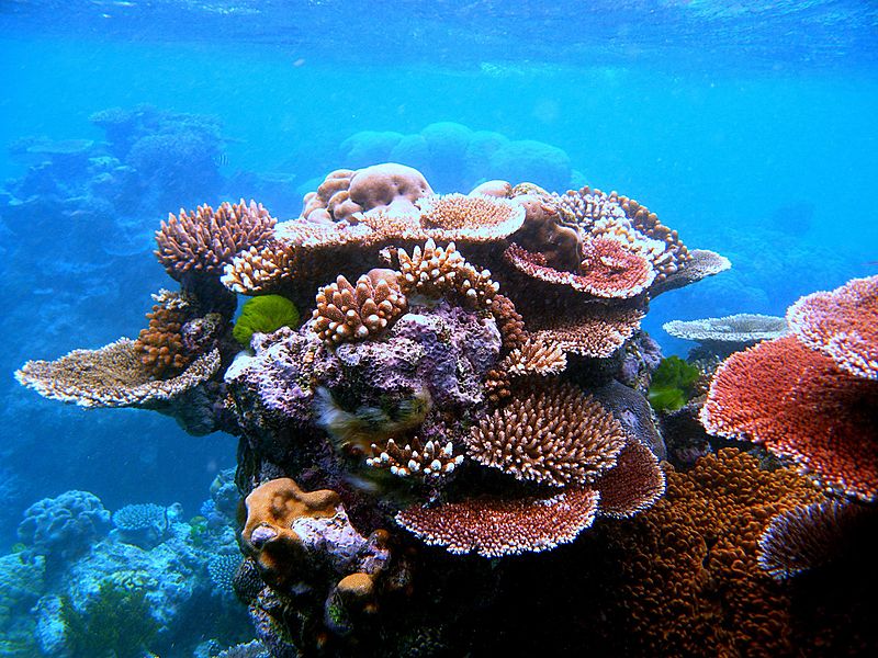 Coral reef Photo Credit