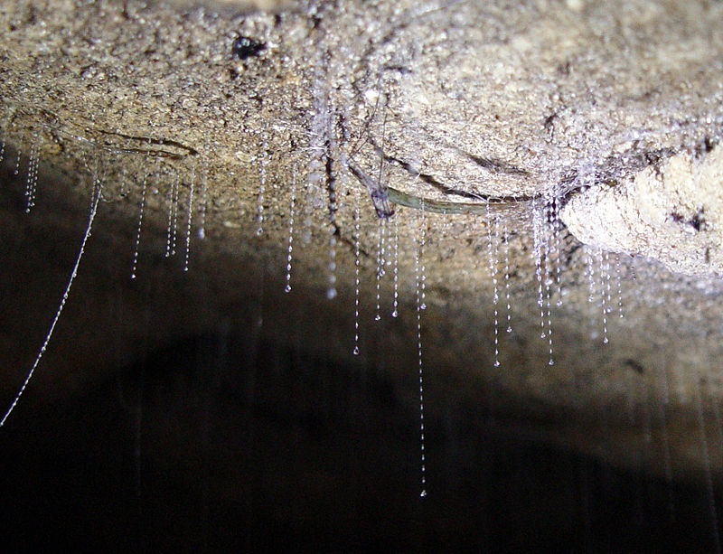 Glowworms cave Photo Credit