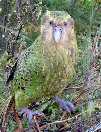 Kakapo bird Photo Credit