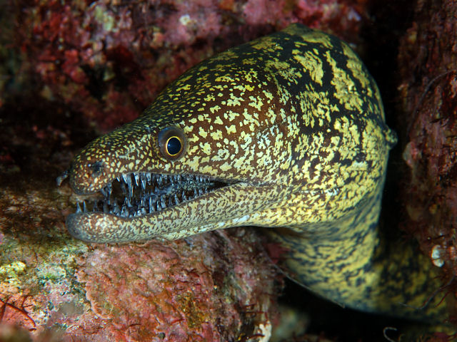 Moray eel Photo Credit