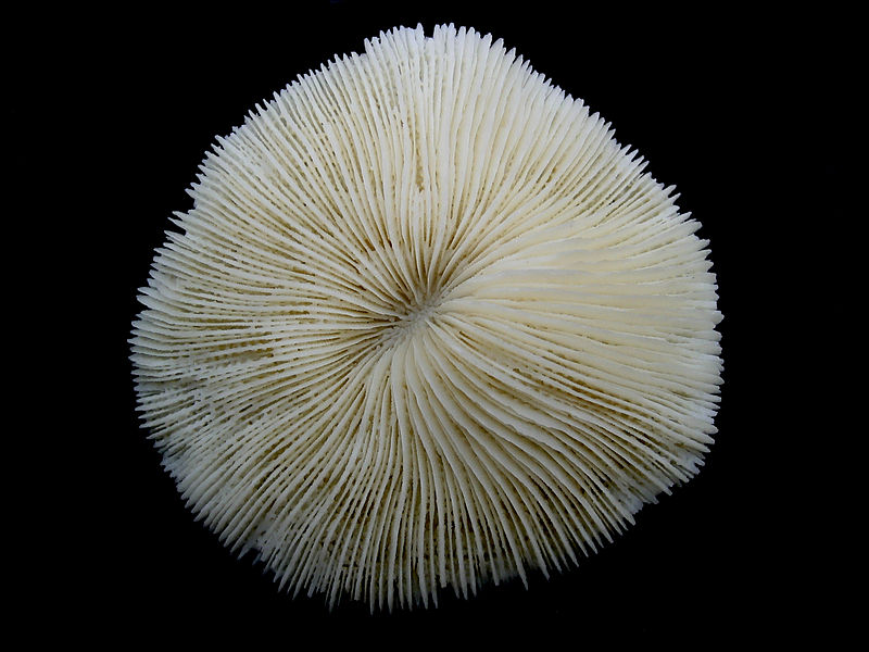 Mushroom coral Photo Credit