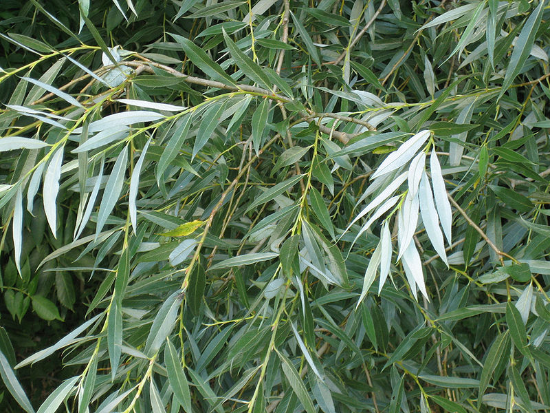 white willow leaves Photo Credit