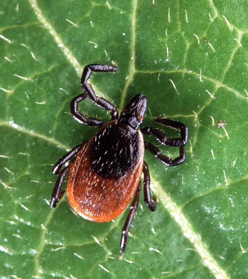 The North American Deer Tick, a carrier of Lyme Disease