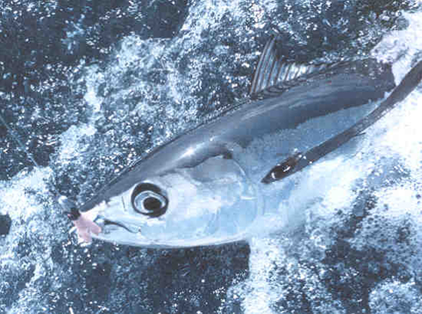 tuna albacore Photo Credit