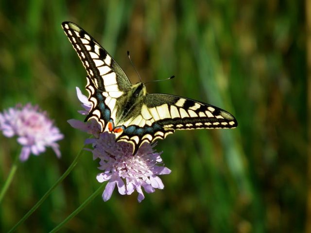 The secret diet of butterflies is more varied than just flowers
