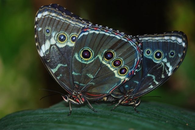 The unique iridescent color patterns of butterflies