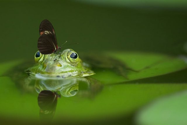 Butterflies use sensors in their legs to find salty food sources – like frog and turtle tears