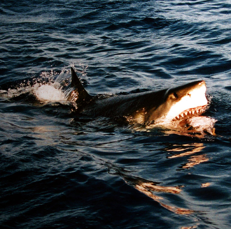 great white shark Photo Credit