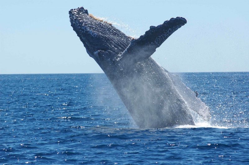 The majestic humpback whale