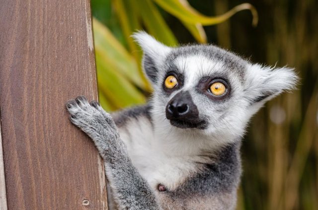 Madagascar lemur