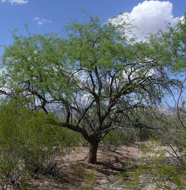Mesquite tree Sue in az CC BY-SA 3.0