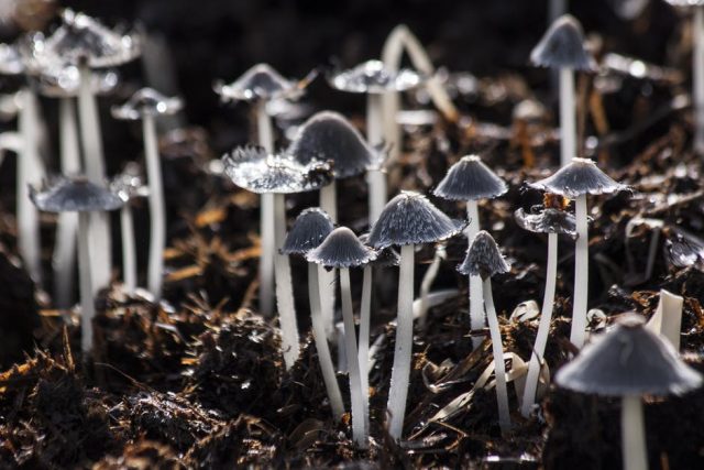 Mushrooms Photo Credit