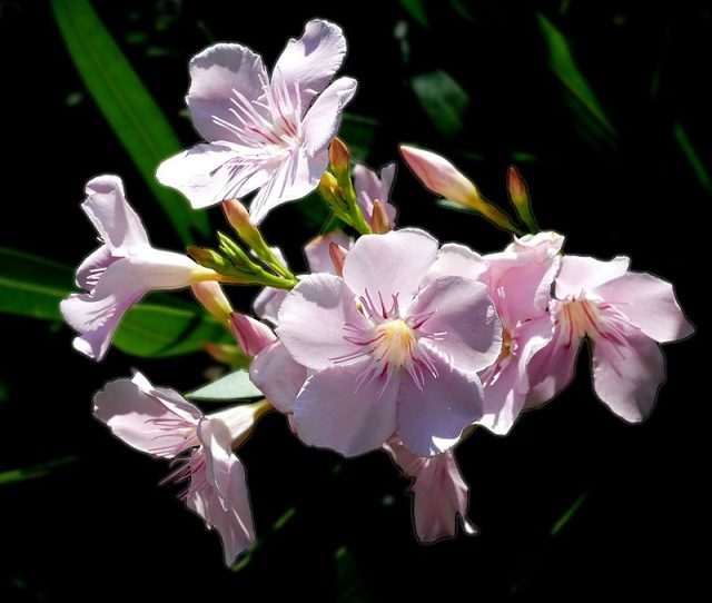 Oleander Photo Credit