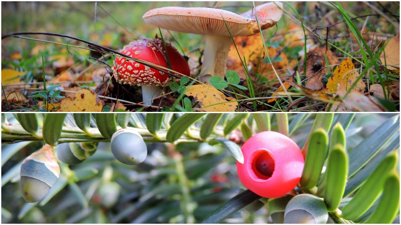 Mushrooms and Yew berry