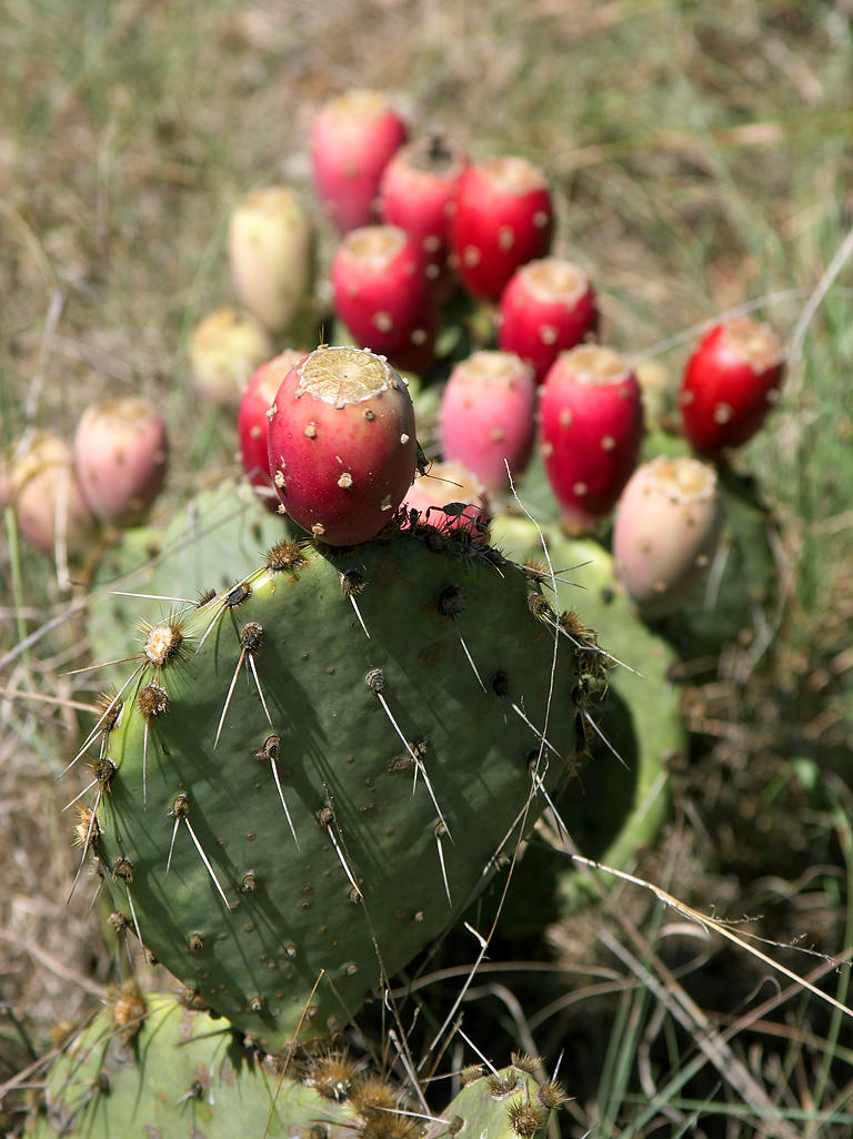 Prickly pear cactus Photo Credit