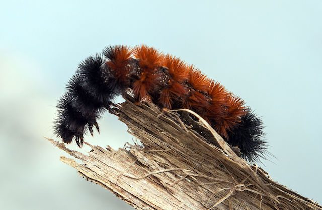 Woolly bear caterpillar – Image source