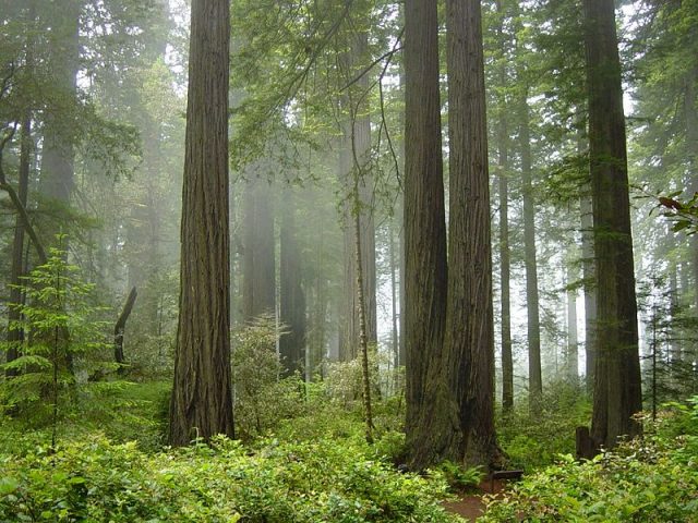 redwood national park  Photo Credit