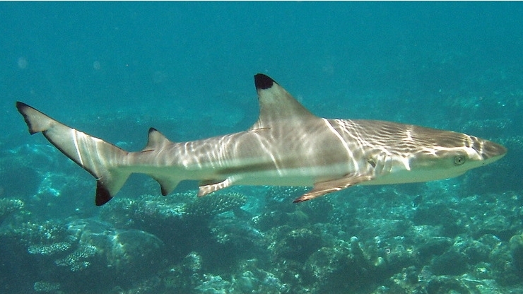 A reef shark patrols the clear water