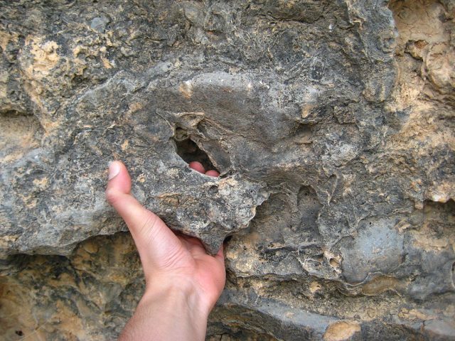 Conglomerate rock on a rock climbing route in Margalef, Catalunya, Spain. – Author: FarzanehSarafraz – CC BY-SA 3.0
