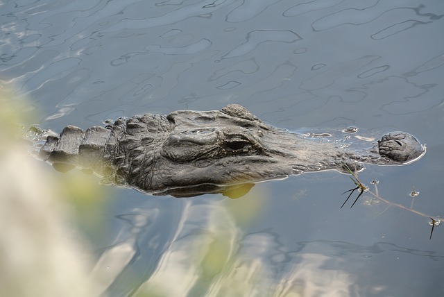 The more common Alligator