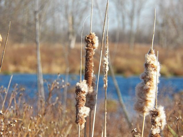 Cattail fluff from the seed head