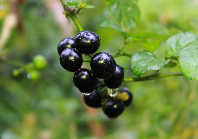 Know your poisonous plants, such as nightshades.