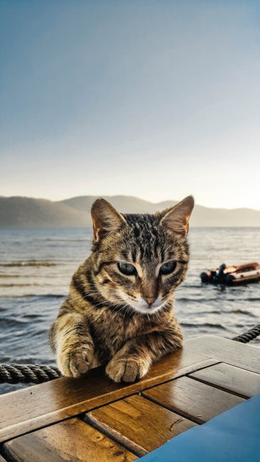 Can cats really predict the weather and fishing conditions? The local fishermen believe they do.