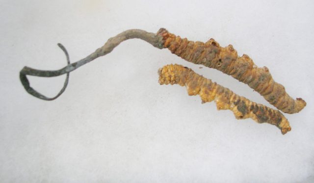 Caterpillar fungus – Author: L. Shyamal – CC BY-SA 3.0