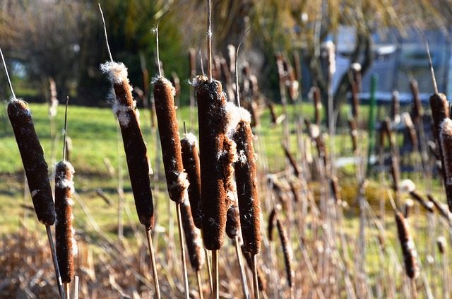 Cattail starting to open up
