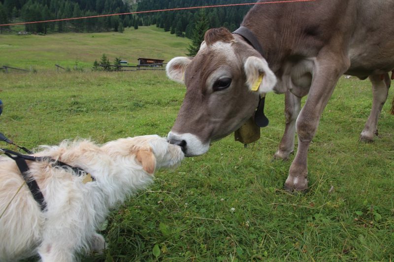 Cow and dog